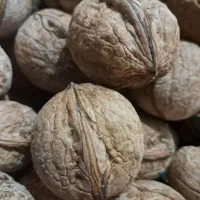 خرید فروش گردو  اجاره باغ گردو