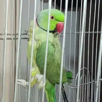 یک جفت طوطی ملنگو نر ماده|پرنده|مشکیندشت, |دیوار