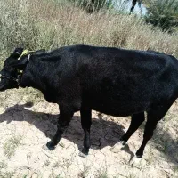 مایل به معاوزنه نیستیم