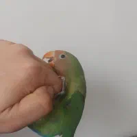 کوتوله برزیلی شیطون و دستی|پرنده|تربت جام, فاز ۳ فرهنگیان|دیوار