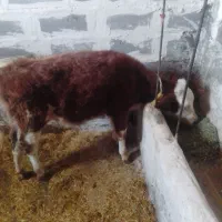 گوساله‌سیمنتال|حیوانات مزرعه|بلبان آباد, |دیوار