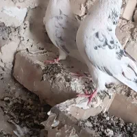 سه جفت نر ماده