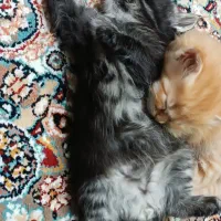 گربه میکس پرشین و هیمالین|گربه|مشهد, شهرک مهر آباد|دیوار