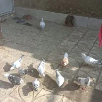 10عددگفترفروشی