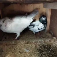 کبوترنروماده وجوجه