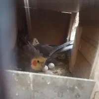 یک جفت عروس هلندی مولد به همراه تخم