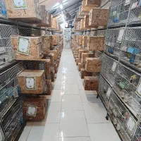 سالنتخصصیتکثیر گرینچیک(جوجهسرلاکی تاجفتمولد)