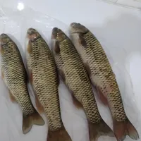ماهی تازه