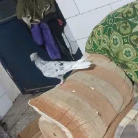 کبوتر سرور دم سفید نر|پرنده|فیروزآباد (فارس), |دیوار