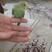 مرغ عشق نر بالغ|پرنده|تهران, شهرک شهید باقری|دیوار