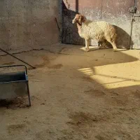 یه بره ماده فروشی درجه یک|حیوانات مزرعه|سیوان, |دیوار