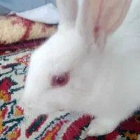 خرگوش