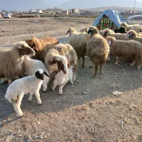 پیش و ور‌‌ک|حیوانات مزرعه|دره شهر, |دیوار