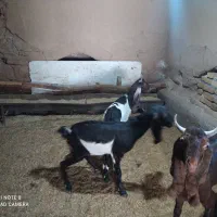 بز جوان و کولار پاکستانی اصیل و زائیده و چاق|حیوانات مزرعه|مشهد, مقدم|دیوار