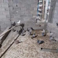 ۱۸عددمسافتی روهم جفتی ۹۰۰