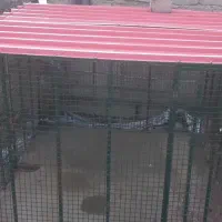 قفسه توری مناسب نگهداری مرغ و خروس