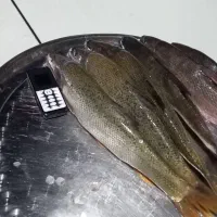 آبگرمکن ماهی|ماهی|آبدانان, |دیوار