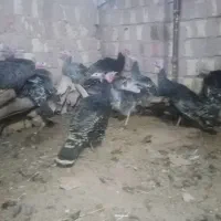 بوقلمون محلی|حیوانات مزرعه|سده (خراسان جنوبی), |دیوار