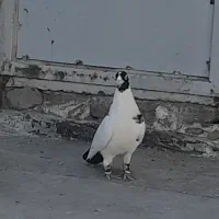 غول سیاه نر