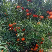 فروش حدود ۵۰۰ کیلو پیچ شیرین و آبدار سردرختی|عمدهفروشی|ساری, |دیوار