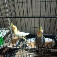 عروس هلندی