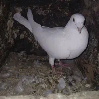 کبوتر پرشی