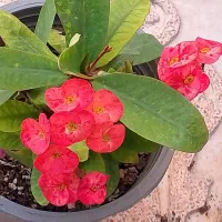 مرجان‌های گلدرشت اکثراً چند شاخ