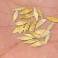 جو محصول کشاورزی
