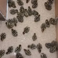 دستگاه جوجه کشی تمام اتوماتیک|لوازم جانبی حیوانات|شیراز, سرو|دیوار