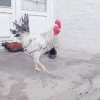 خروس