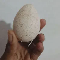 تخم‌مرغ نطفه دار بوغلمون|حیوانات مزرعه|خواف, |دیوار