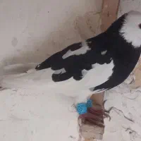 کفتر صید رنگه وتهرانی|پرنده|مشهد, شهید آوینی|دیوار