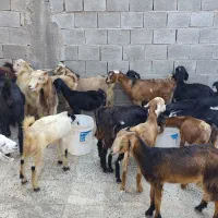 باسلام فروش چند بزو کهره داشتی|حیوانات مزرعه|بندر گناوه, |دیوار