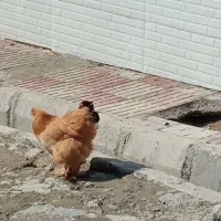 مرغ برهما|حیوانات مزرعه|دهدشت, |دیوار