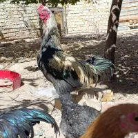 خروس|پرنده|رامند, |دیوار