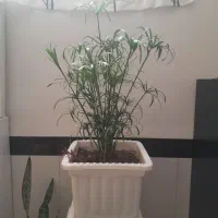 جازیلانس|گل مصنوعی|میانه, |دیوار