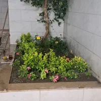 باغبانی گل کاری حرص سمپاشی|خدمات باغبانی و درختکاری|مشهد, هفده شهریور|دیوار