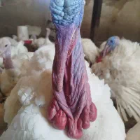 بوقلمون گوشتی ارسال و ذبح رایگان