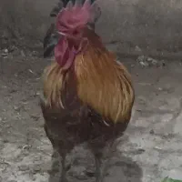 خروس محلی|حیوانات مزرعه|شاهین‌شهر, گزبرخوار|دیوار