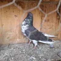 تعدادی کبوتر پرشی خوب