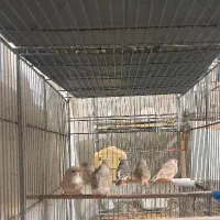 فنچ زبرا و بنگالی|پرنده|کرج, شهرک امام رضا (ع)|دیوار