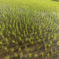 نیروی کار  برای کار کشاورزی درخدمت شما