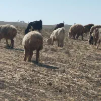 بز آبستن وعالی