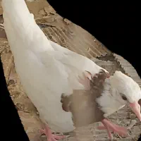 کفتر کبوتر طوق  دمگیر