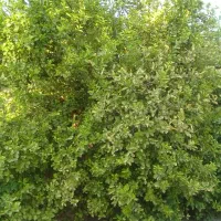 فروش آبلیمو طبیعی|خوردنی و آشامیدنی|قیروکارزین, |دیوار