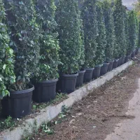 گل یاس هلندی|خدمات باغبانی و درختکاری|چابکسر, |دیوار