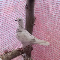 دو عدد کبوتر پرشی