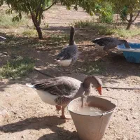 غاز|حیوانات مزرعه|فسا, |دیوار