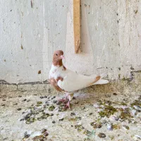 کبوتر پلنگ افغانی|پرنده|سبزوار, ابوریحان|دیوار