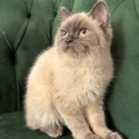 بریتیش کالر پوینت نر سه ماهه|گربه|مشهد, آزادشهر|دیوار